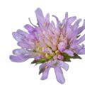 Field Scabious